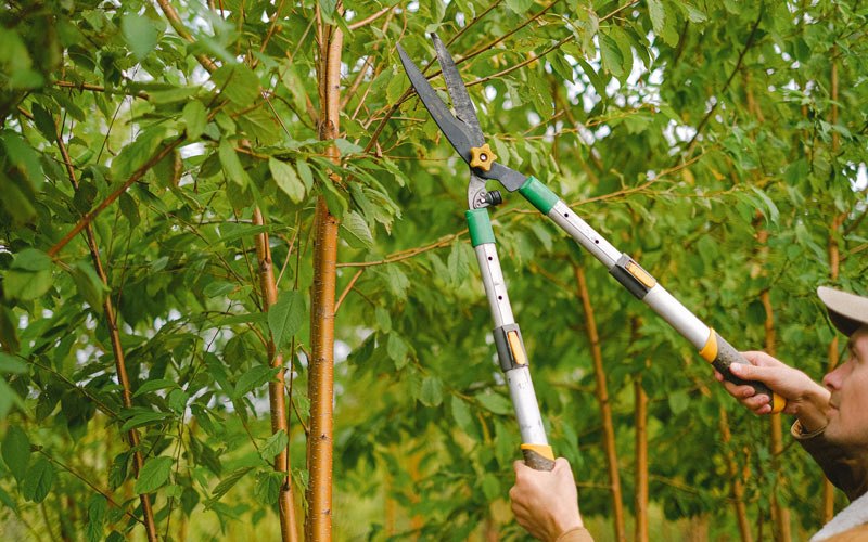 Tree trimming in Rices Landing, PA